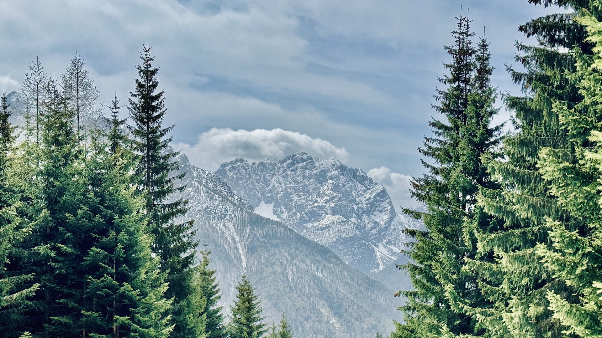 Photography snow covered mountains between green pine trees
