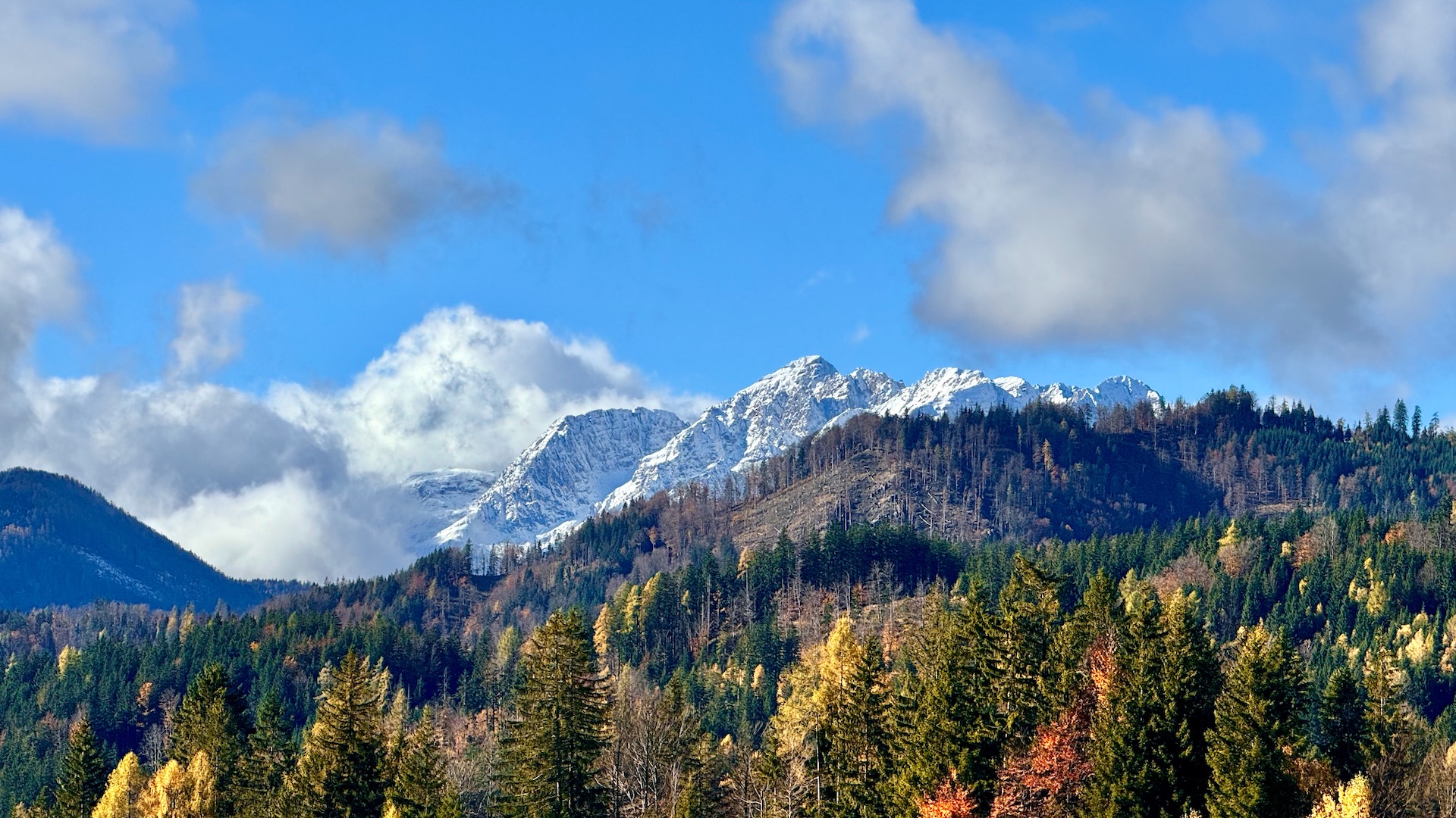 Photography of a landscape with an alpine forest in autumn colors in the foreground and snow-white mountains in the background with majestic white clouds